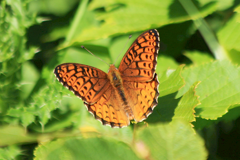 Vlinders worden aangetrokken naar door de vele bloemen in het Riding Mountain NP.