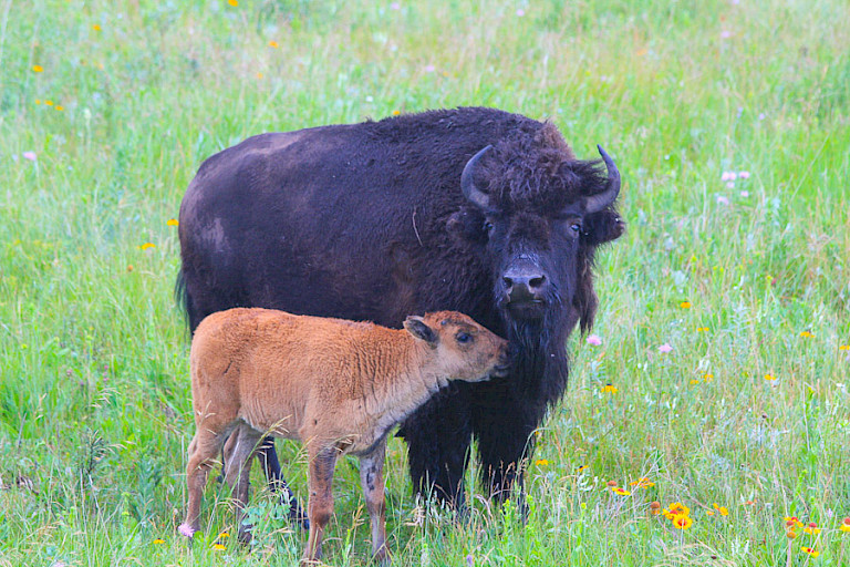 Bizonkoe met kalfje in het Riding Mountain NP.