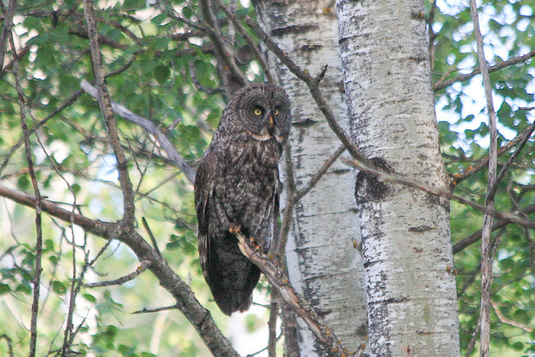 Grijze uil in het Riding Mountain NP.