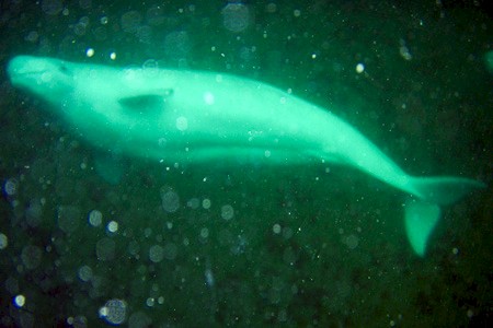 Beluga in de Hudsonbaai.