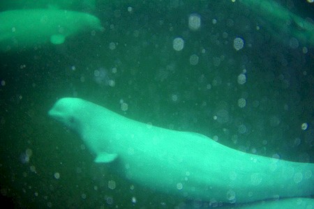 Beluga's onderwater tijdens het snorkelen.