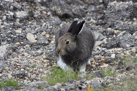 Sneeuwhazen leven hier op de toendra.