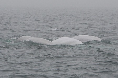 Een groep Beluga's dicht bij de excursieboot.