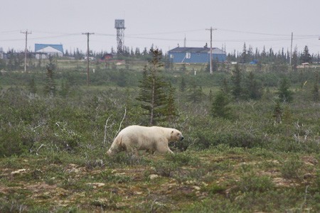 IJsbeer op de toendra bij Churchill, Canada.