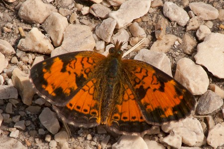 Op de toendra fladderen vlinders van bloem tot bloem.