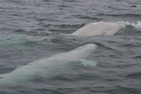 Beluga's in de Hudsonbaai.