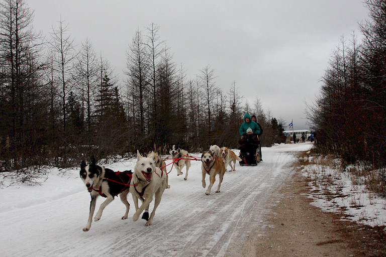 Korte hondensledetocht in de omgeving van Churchill.
