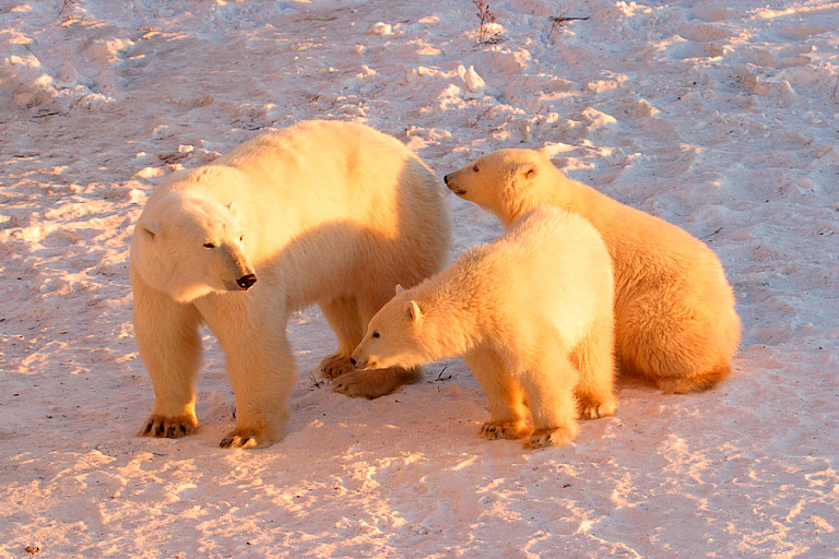 Moederbeer met nieuwsgierige jongen, gezien vanuit de Polar Rover.