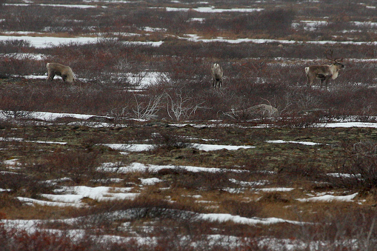 Kariboes op de toendra, Churchill.