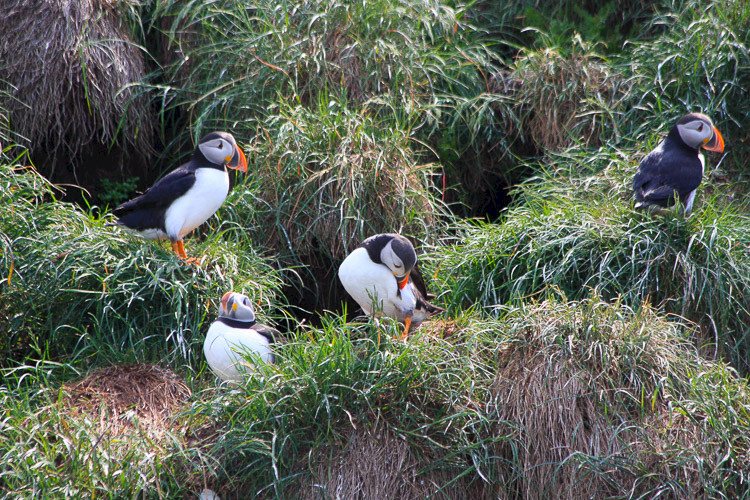 Papegaaiduikers in de Bay of Bulls, excursie vanuit St. John's.