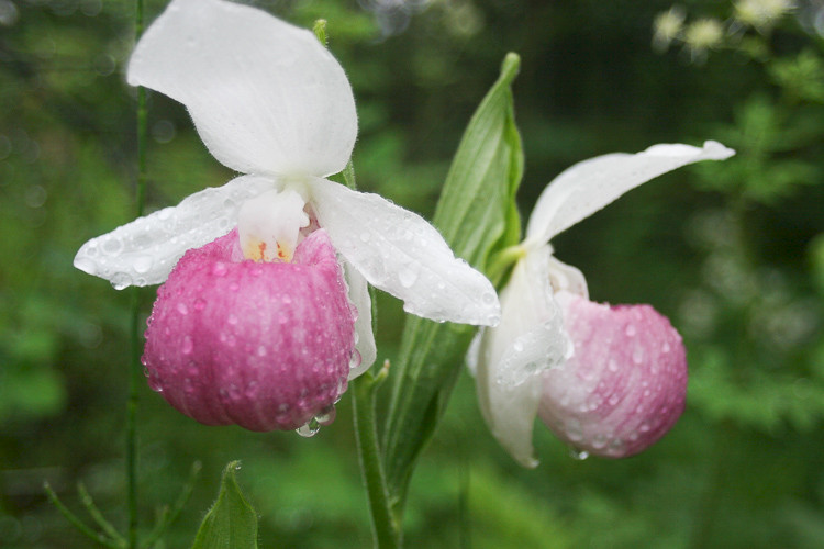 Venusschoen (Cypripedium reginae) bloeit in het Gros Morne NP, Newfoundland.
