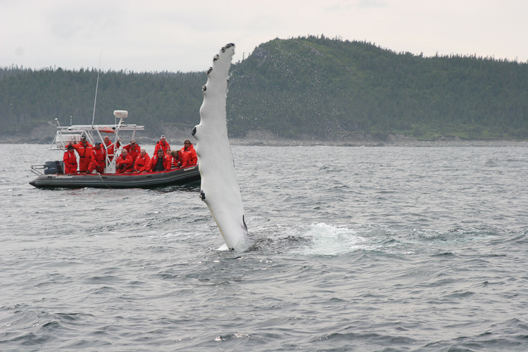 Bultrug zwaait met een van zijn 4 meter lange voorvinnen.