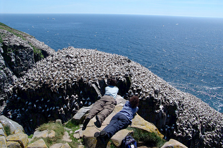 Jan-van-gentenkolonie Cape St. May, Newfoundland.