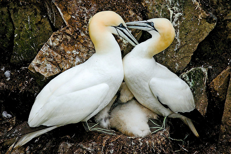 Jan-van-gentenpaar op het nest met kuiken.