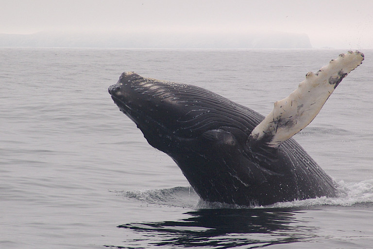 Opspringende Bultrug, Newfoundland.