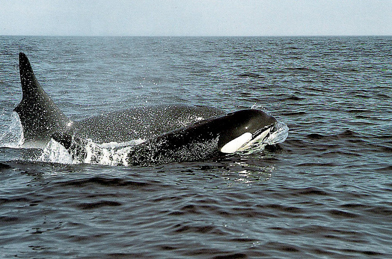 Orka's. Kust Newfoundland.