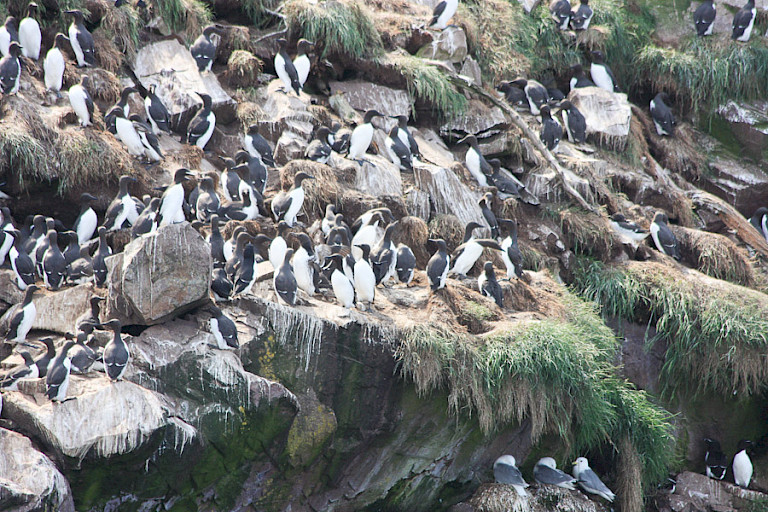 Zeekoetenkolonie langs de oevers van Bay Bulls, Newfoundland.