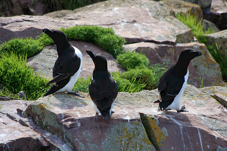 Alken bij de Bay of Bulls, Newfoundland.