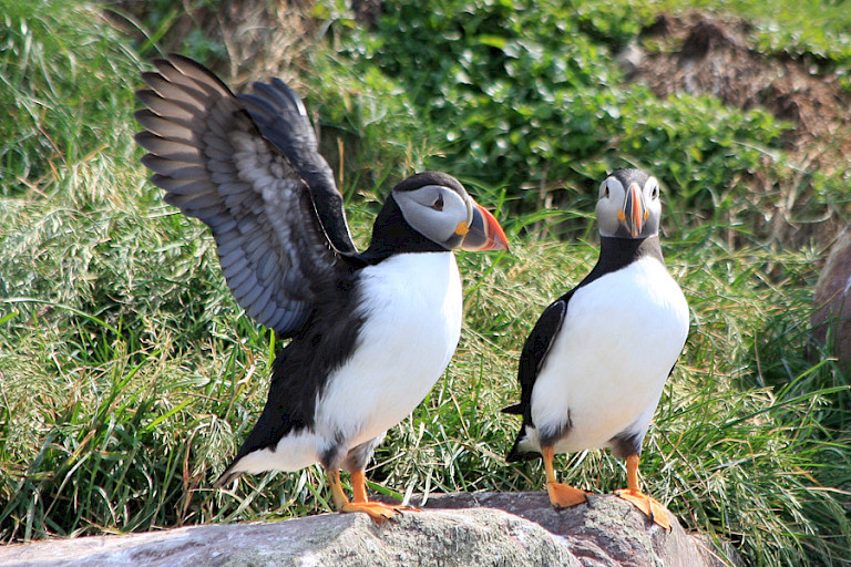 Papegaaiduikers Bay Bulls Newfoundland.