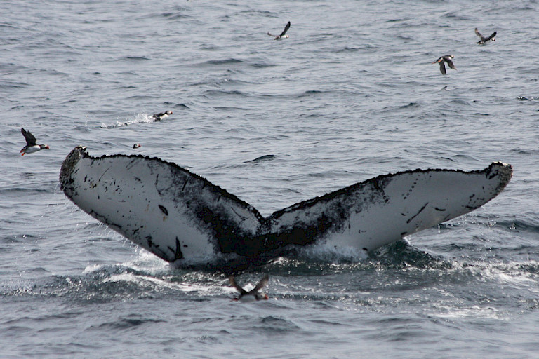 Staart van een onderduikende Bultrug, Newfounland.
