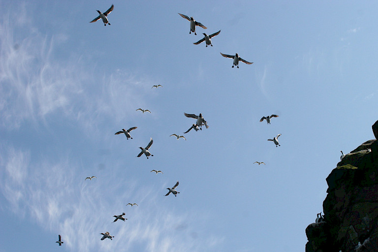 Zeekoeten klaar om te landen op de rotsen. Kust Newfoundland.