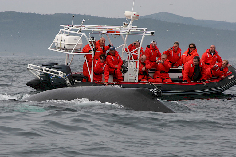 Bultrug naast excursiebootje Newfoundland.
