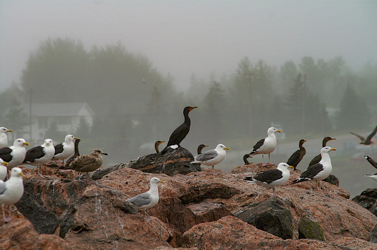 Aalscholvers & meeuwen (Newfoundland).