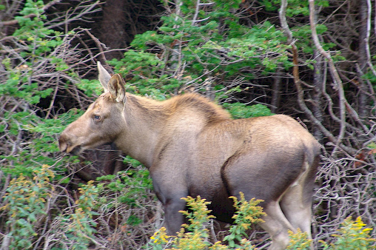 Elanden blijven meestal in de beschutting van bossen.