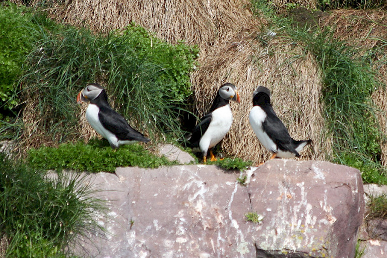 Atlantische papegaaiduikers.