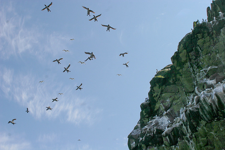 Bij de zeekolonies vliegen papegaaiduikers en zeekoeten af en aan.