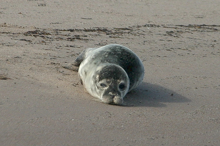 Zeehonden rusten vaak op zandplaten.
