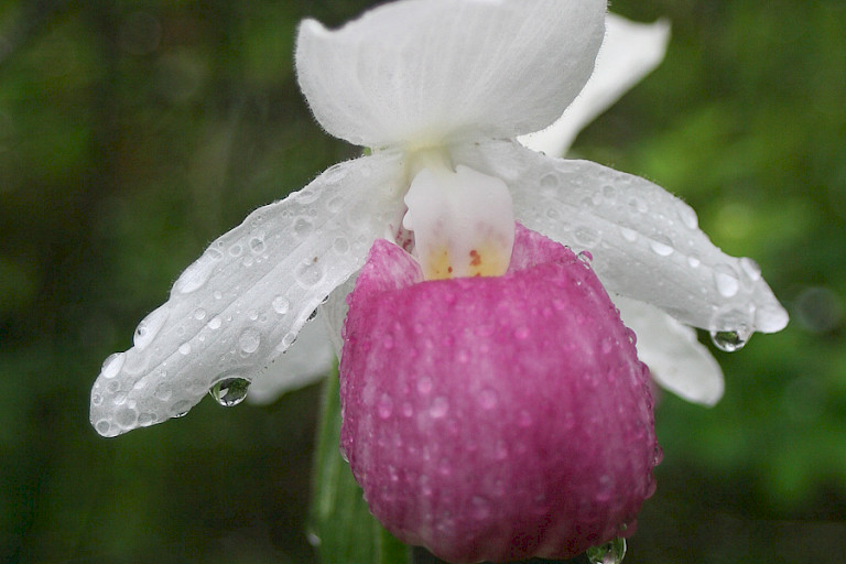 Orchideeën bloeien in juni en juli.