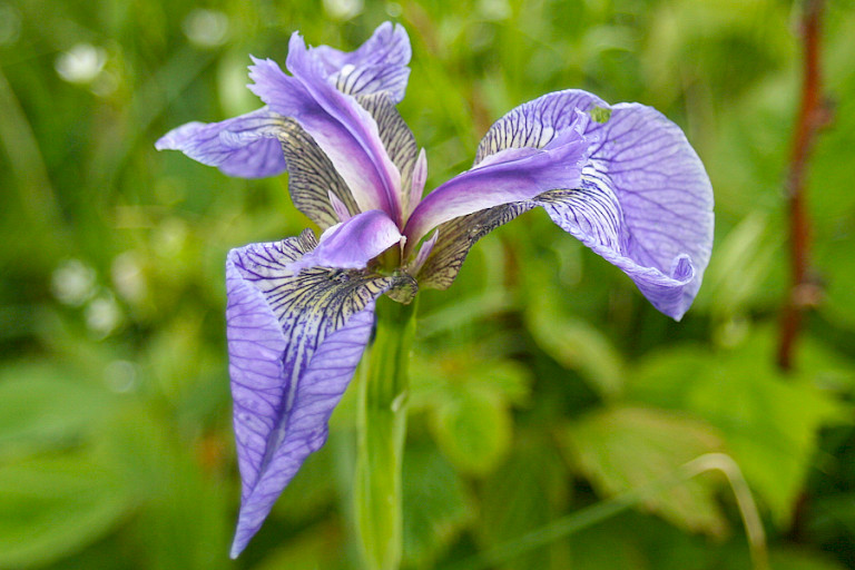 Deze mooie blauwe lelie is vaak te vinden op wat vochtigere plaatsen.