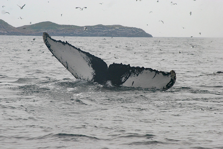 Kenmerkende staart van een Bultrug.