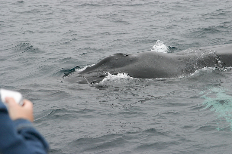 Soms komen walvissen erg dichtbij. Bultrug.