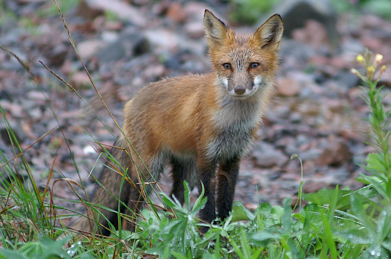 Rode vossen kun je overal tegenkomen.