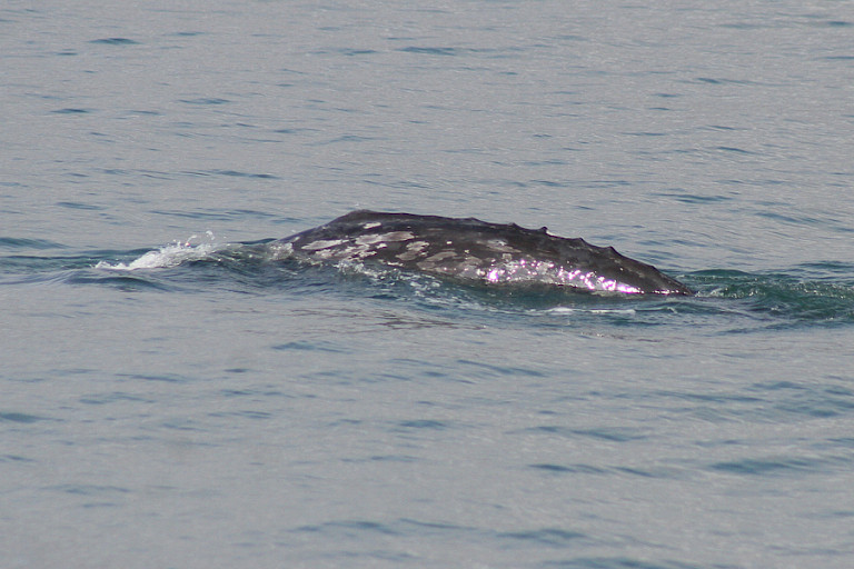 Grijze walvis, Lavrentia. Tsjoektsjen, Oost-Rusland