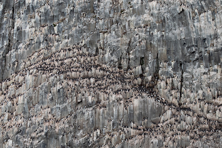 Dikbekzeekoeten op Rubini Rock. Franz Josefland, Russisch Arctisch NP.