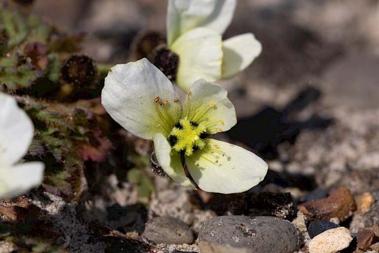 Arctische papaver. Franz Josefland, Russisch Arctisch NP.
