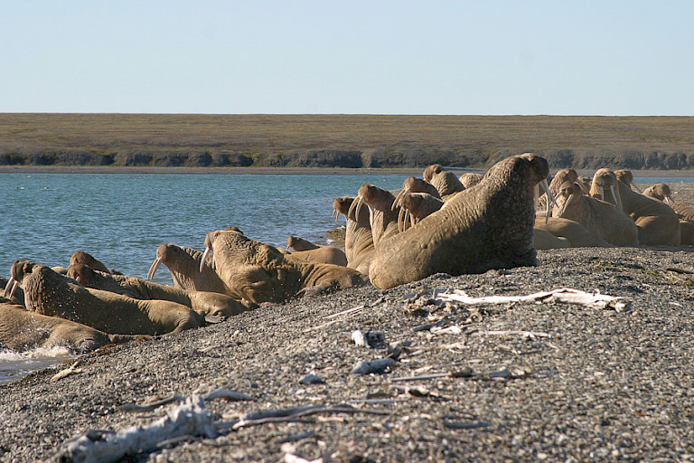 Walrussen op de kust van Wrangel. Tsjoektsjen, Oost-Rusland.