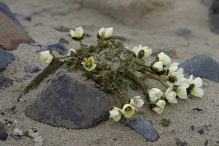 Arctische papaver is een van de vele bloeiende planten op Franz Josefland.