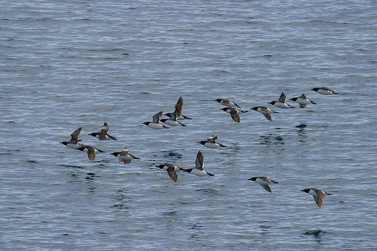 Vlucht Zeekoeten, een van de broedvogels op Franz Josefland.