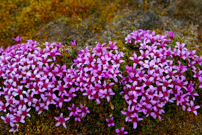 Zuiltjessteenbreek of Paarse steenbreek.