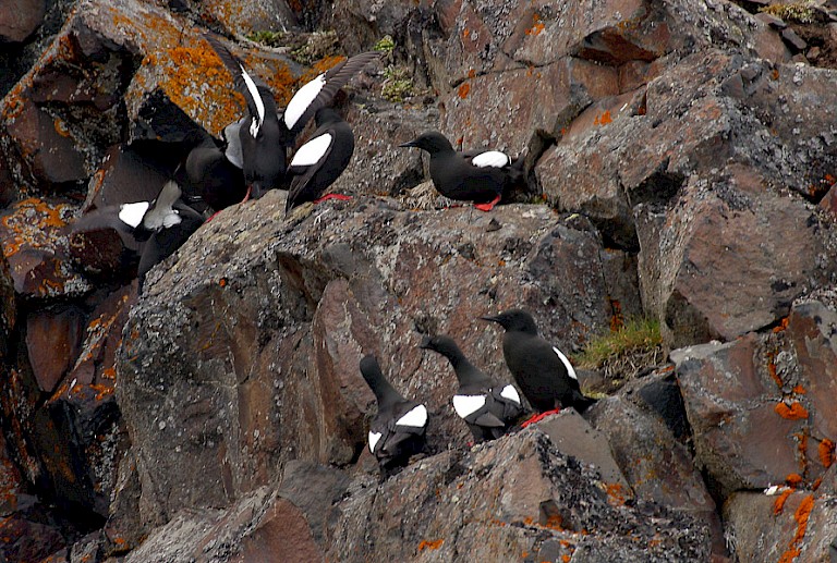 Zwarte zeekoeten op de basaltzuilen van Rubini Rock, Franz Josefland