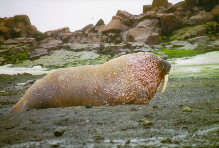 Walrusstier op Appolonov.