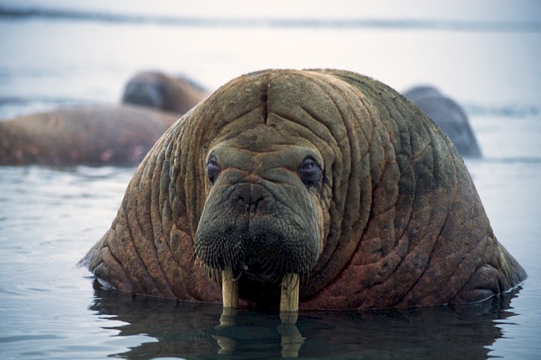 Walrus bij Stolichky.