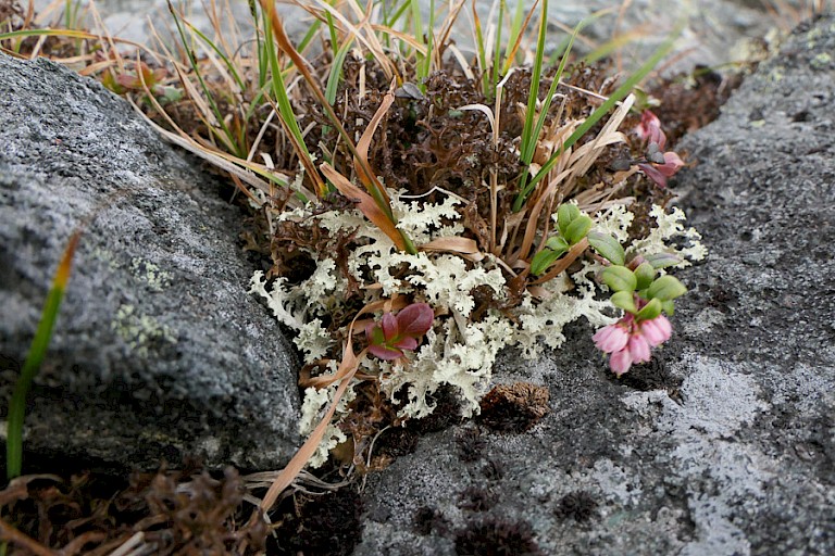 Typische toendra planten.
