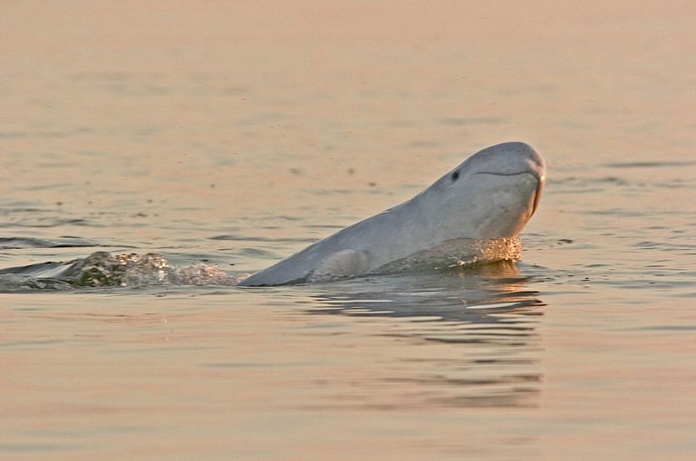 Beluga in de Witte Zee.