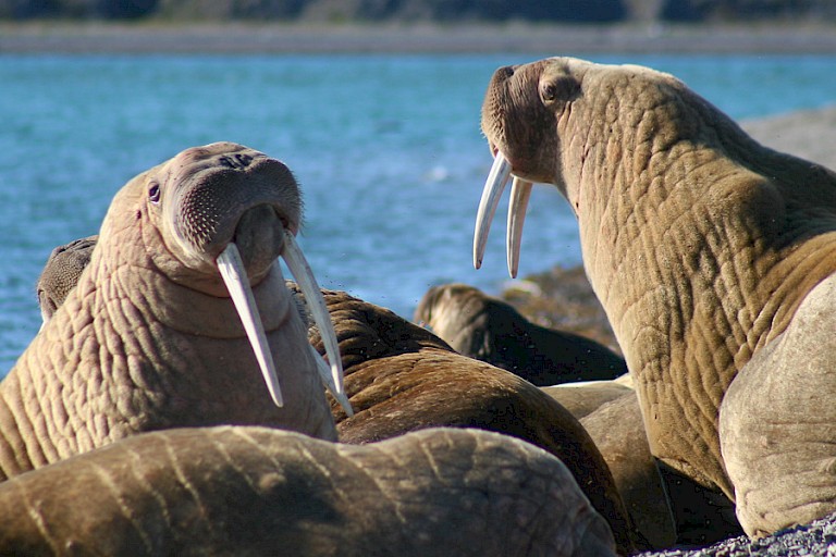 Walruskolonie in Petra Bukta, Tsjoektsjen, Rusland.