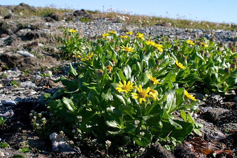 Zeeaster langs de kust van Petra Bukta.